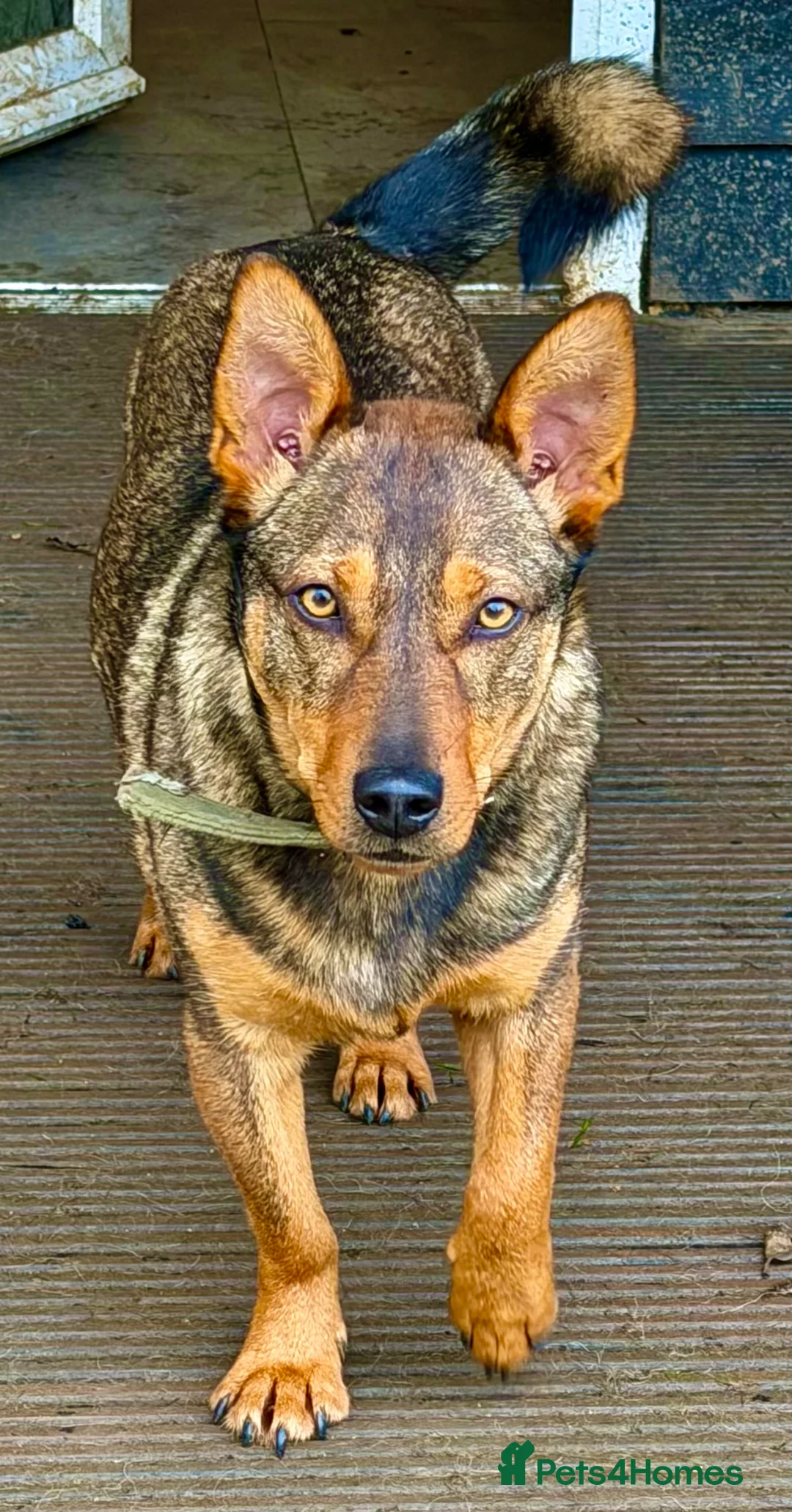 German Shepherd dogs for adoption: 🐾 Ziggy – Loyal German Shepherd Boy in Maidstone - Advert 1