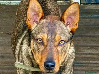 German Shepherd dogs 🐾 Ziggy – Loyal German Shepherd Boy - Advert 3