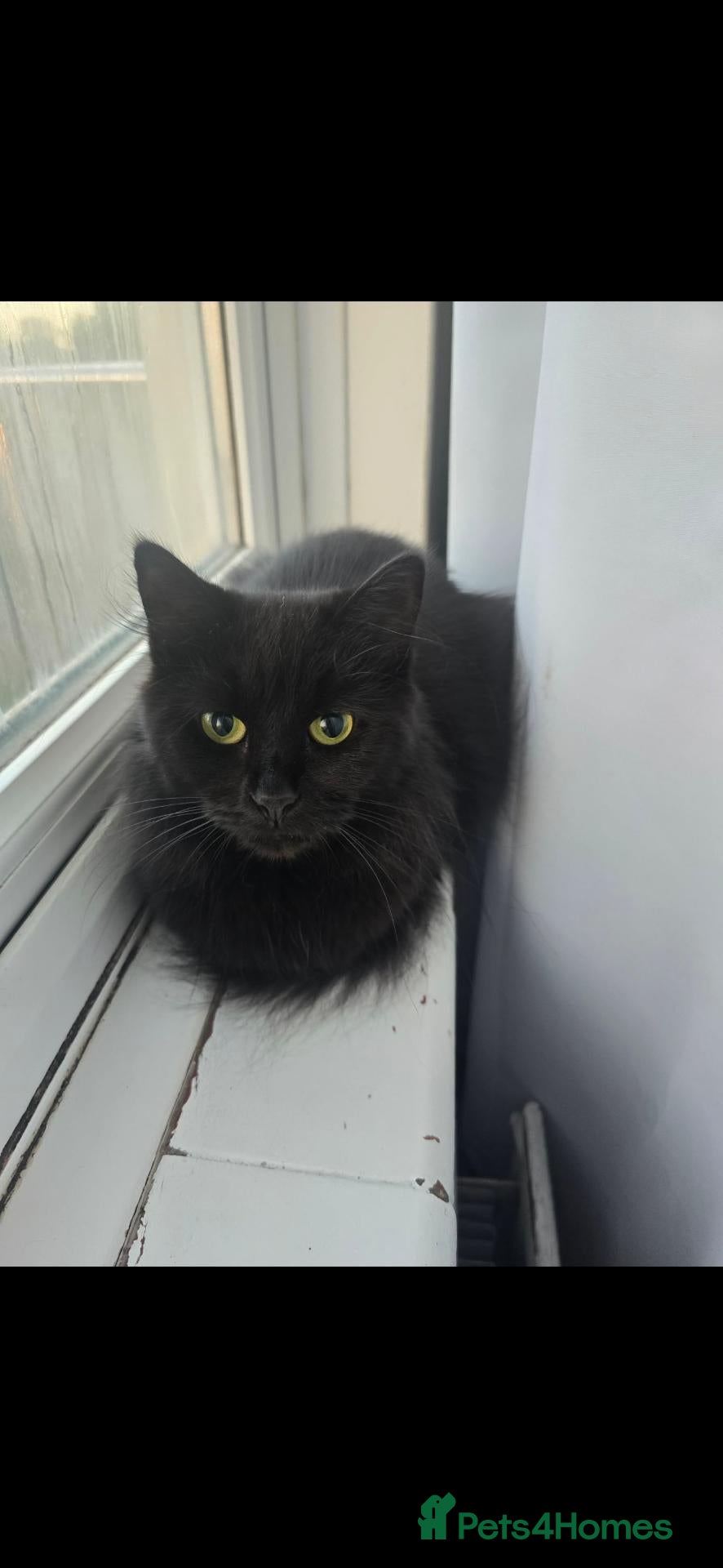 Mixed Breed cats Daisy needs a new home - Advert 1