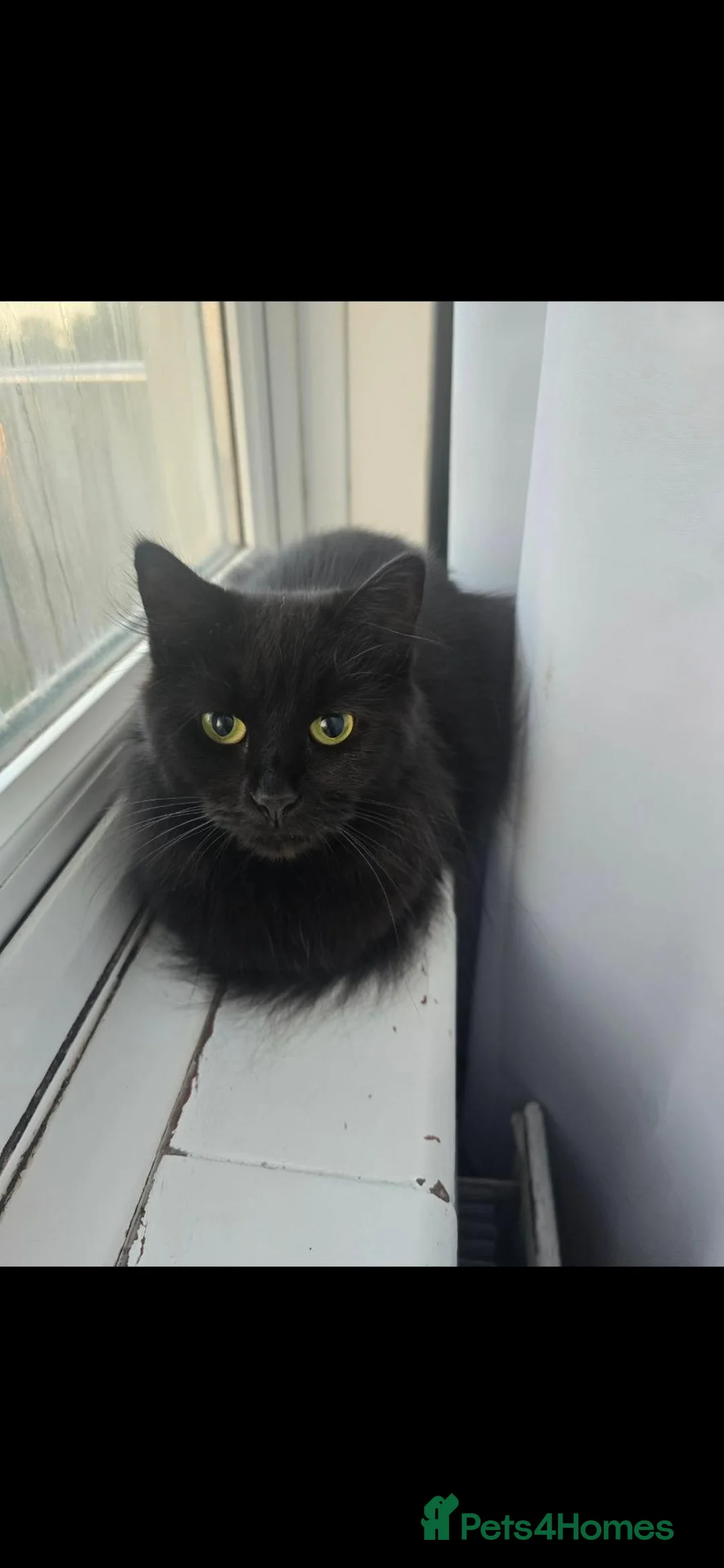 Mixed Breed cats for sale: Daisy needs a new home - Advert 1