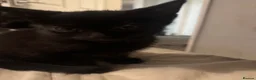 Mixed Breed cats for sale: 3 beautiful black kittens  in Stoke-on-Trent - Advert 13