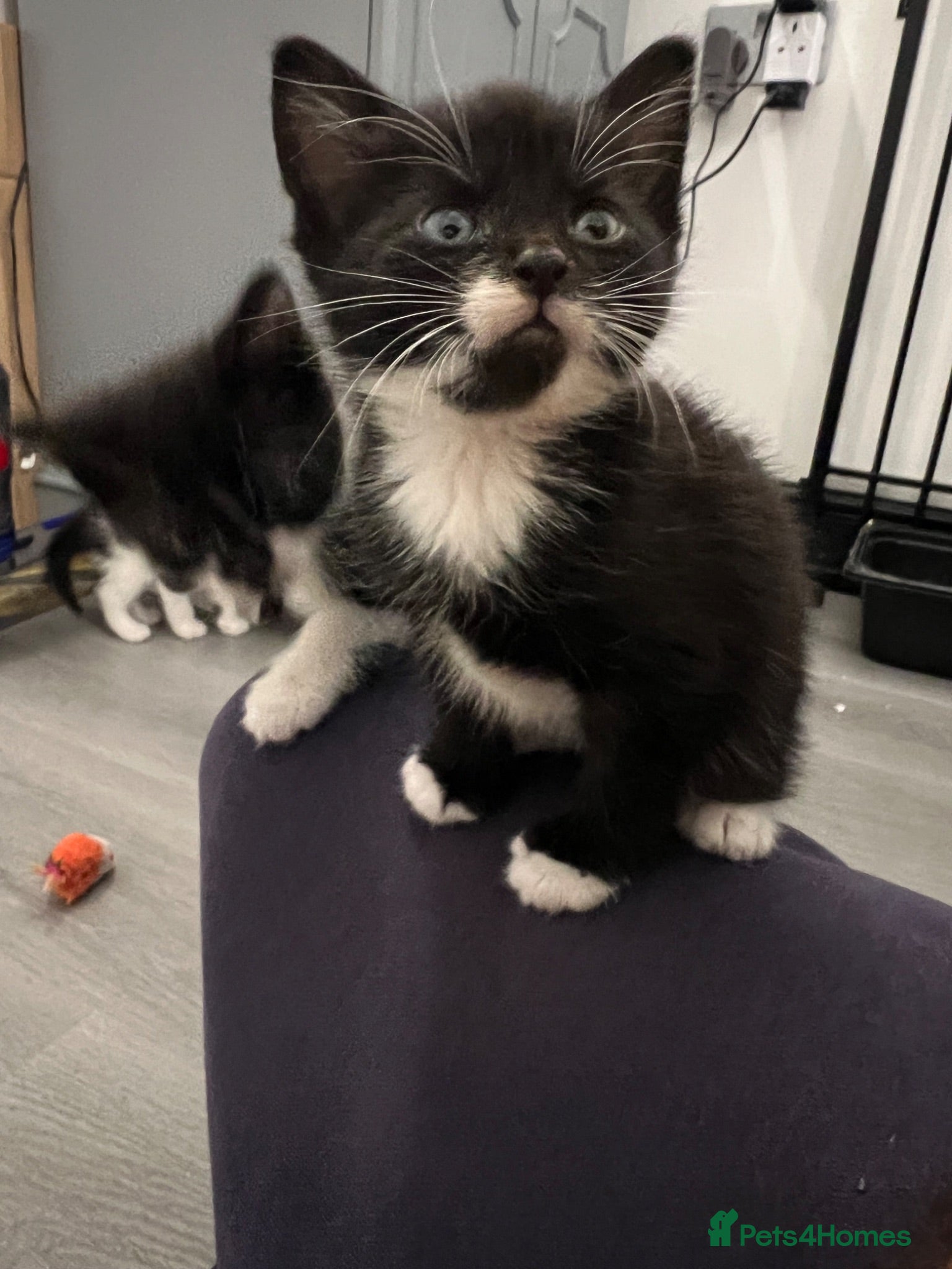 Mixed Breed cats Adorable kittens for sale  - Advert 2