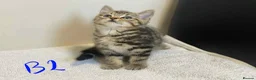 European cats for sale: Beautiful kittens for sale - Advert 5