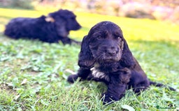 Cocker Spaniel dogs for sale: Beautiful pedigree show type cocker spaniels - Image 10