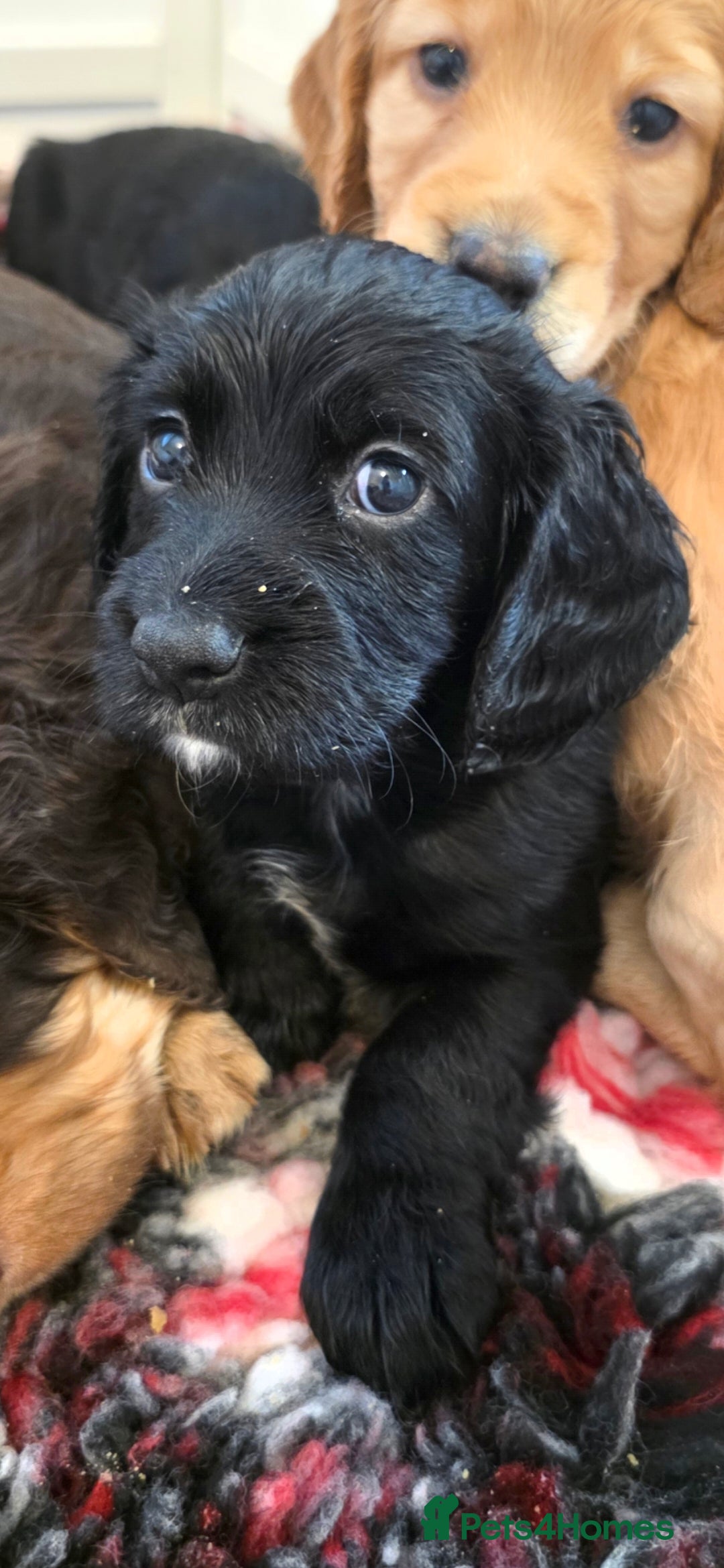 Cocker Spaniel dogs for sale: Working Cocker Spaniel Puppies - Advert 23