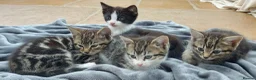 Mixed Breed cats for sale: Beautiful Tame Friendly Kittens for sale - Advert 4