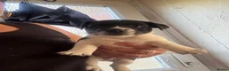 Jack Russell dogs for sale: 8 tradational Jack Russell puppys  - Advert 21