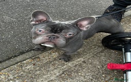 French Bulldog dogs for sale: French bulldog  - Image 15