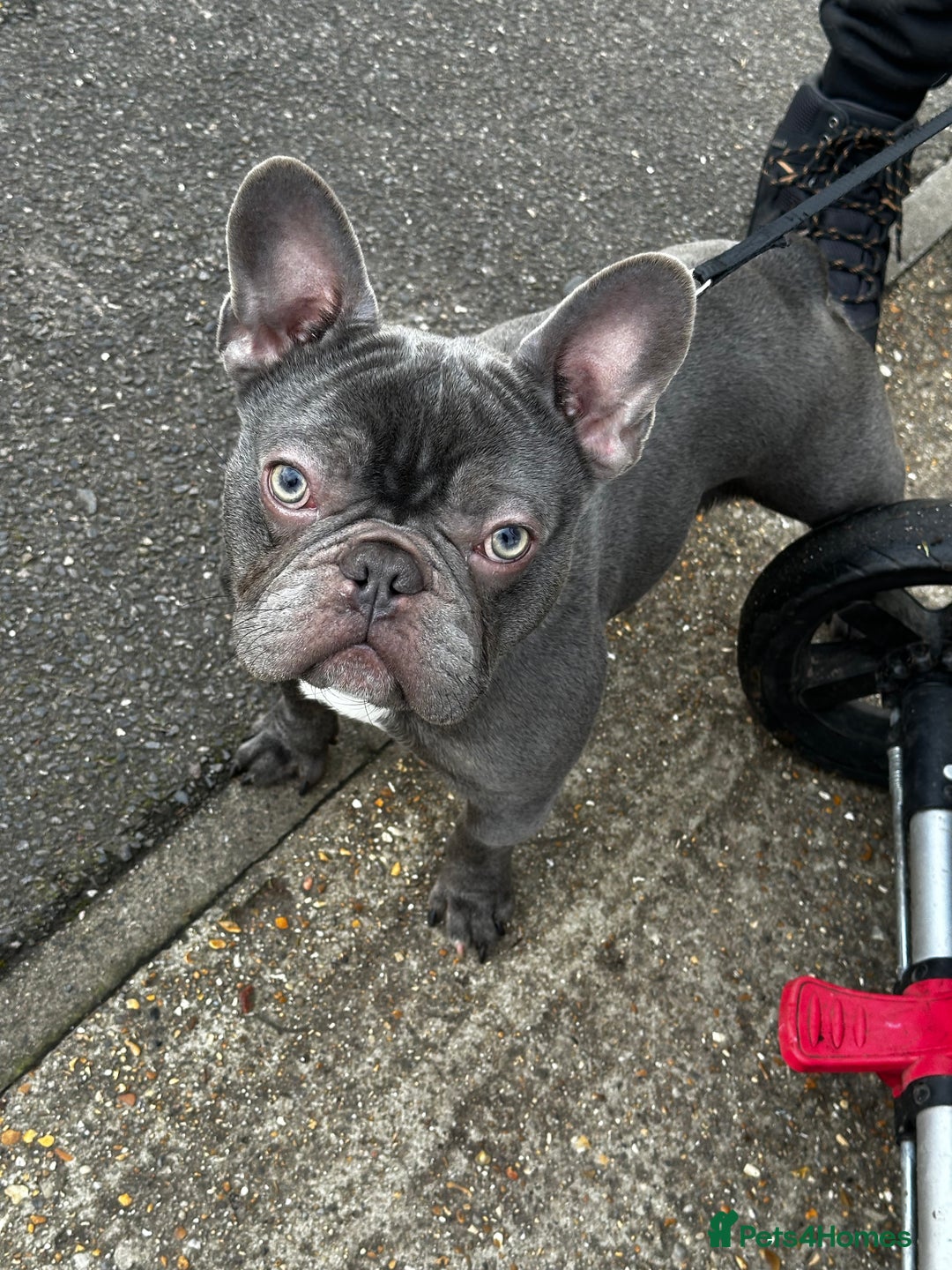 French Bulldog dogs for sale: French bulldog  - Image 15