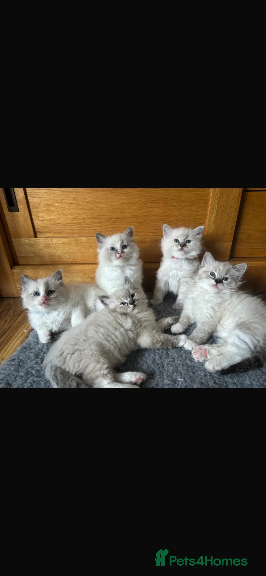 Ragdoll cats for stud: Seal Lynx Ragdoll Stud TICA in Colchester - Advert 4