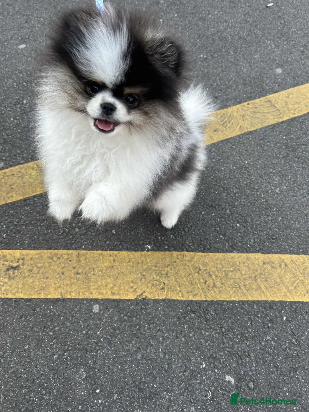 Pomeranian dogs for sale: Beautiful 7 month old boy Pomeranian  - Image 2
