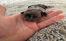 Cavapoo dogs for sale: ⭐ F1 Merle Cavapoos Extensively Health Tested⭐ - Image 9