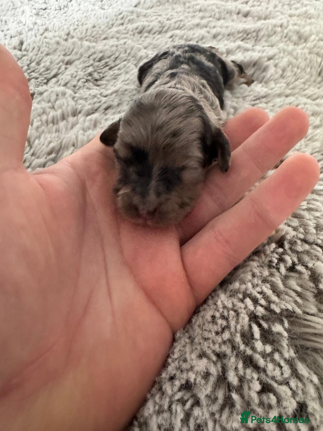 Cavapoo dogs for sale: ⭐ F1 Merle Cavapoos Extensively Health Tested⭐ - Image 9