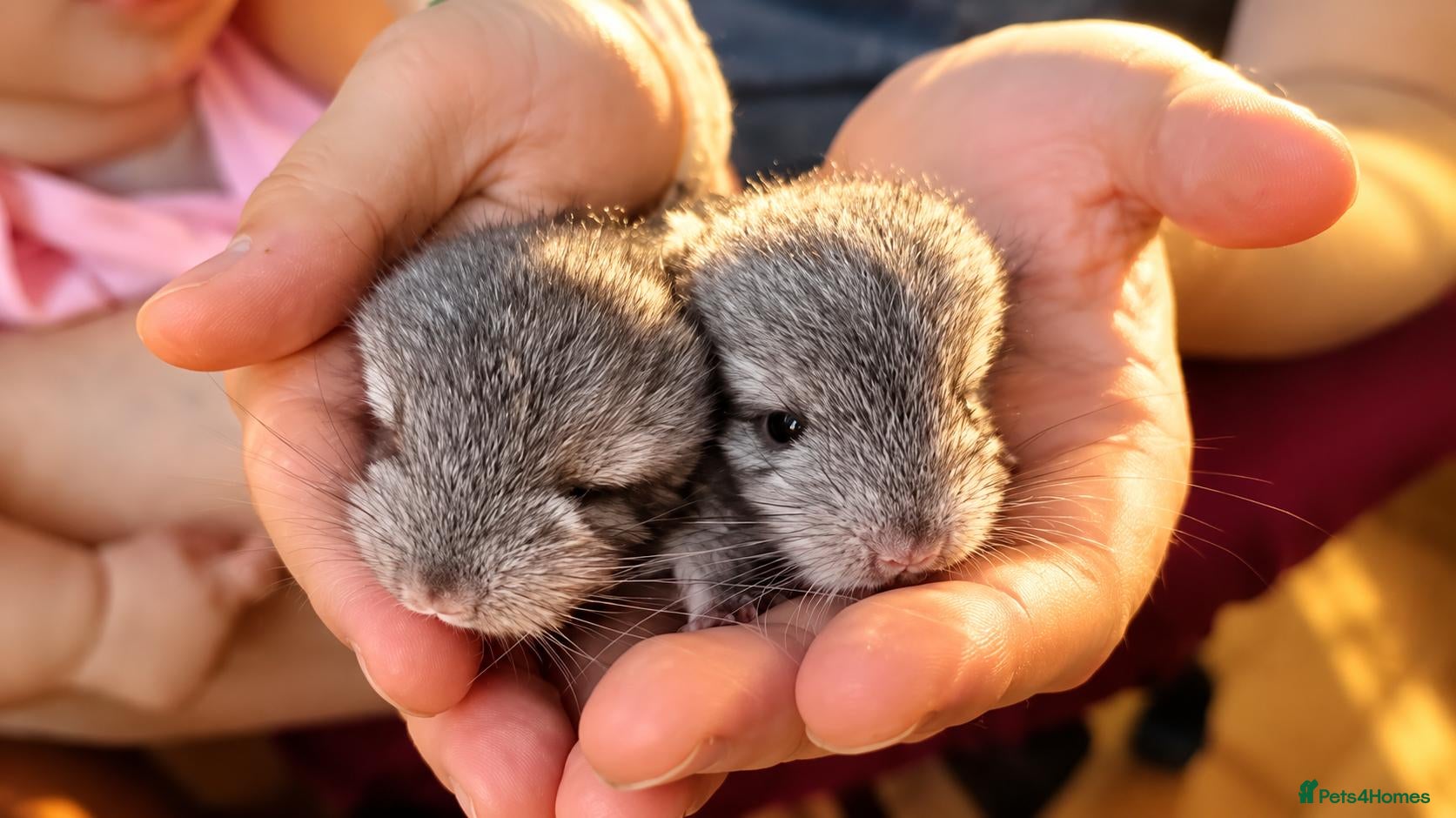 Chinchilla rodents for sale: 🐭💕Two Adorable Baby Chinchilla Boys 💕 - Advert 18