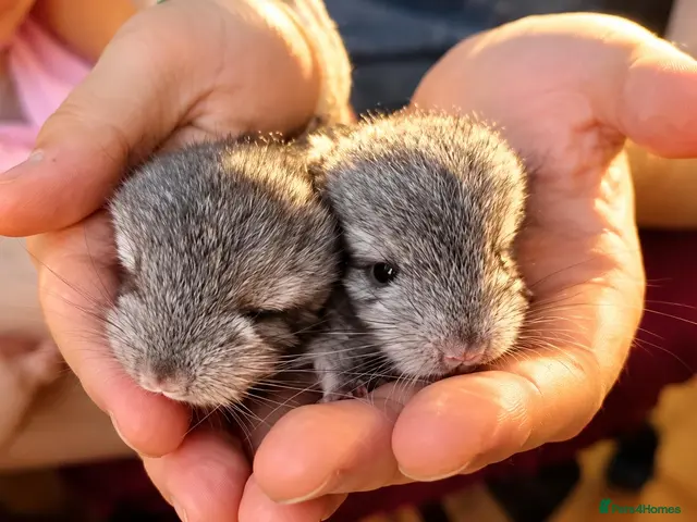 Chinchilla rodents for sale: 🐭💕Two Adorable Baby Chinchilla Boys 💕 - Advert 18