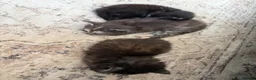 Mixed Breed cats for sale: 3 fluffy mixed kittens.  - Advert 4