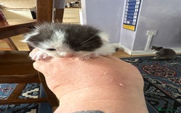 Ragdoll cats for sale: Ragdoll cross breed  - Image 21