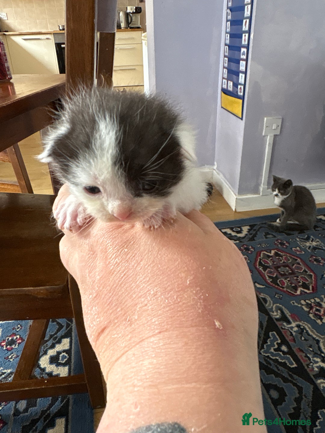 Ragdoll cats for sale: Ragdoll cross breed  - Image 21