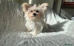 Yorkshire Terrier dogs for sale: Adorable Golddust Yorkshire Terrier Puppy! - Image 7