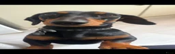 Dachshund dogs for stud: Smooth mini Dachshund  - Advert 3