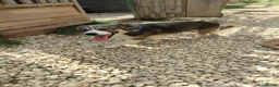 Mixed Breed dogs for adoption: Muki 1 year old Macedonian  Rescue - Advert 4