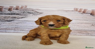 Cavapoo dogs - Advert 5