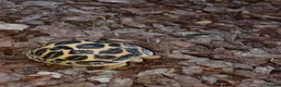 Tortoise reptiles for sale: INDIAN STAR TORTOISE BABY UK BRED AUTUMN 2025 - Advert 2