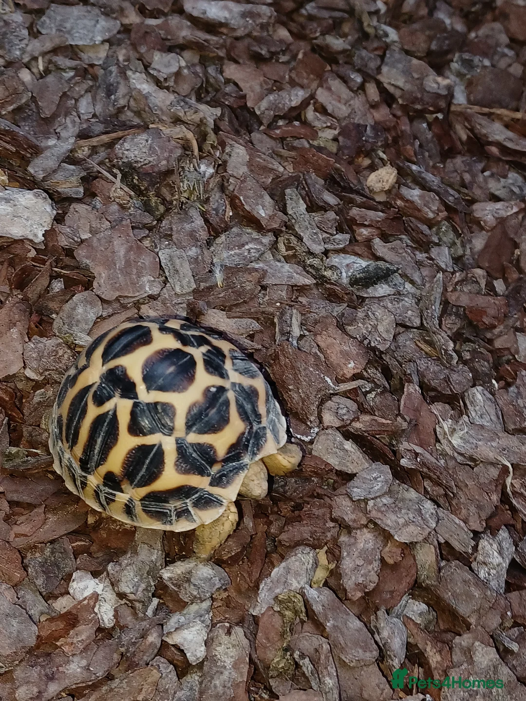 Tortoise reptiles for sale: INDIAN STAR TORTOISE BABY UK BRED AUTUMN 2025 - Advert 2