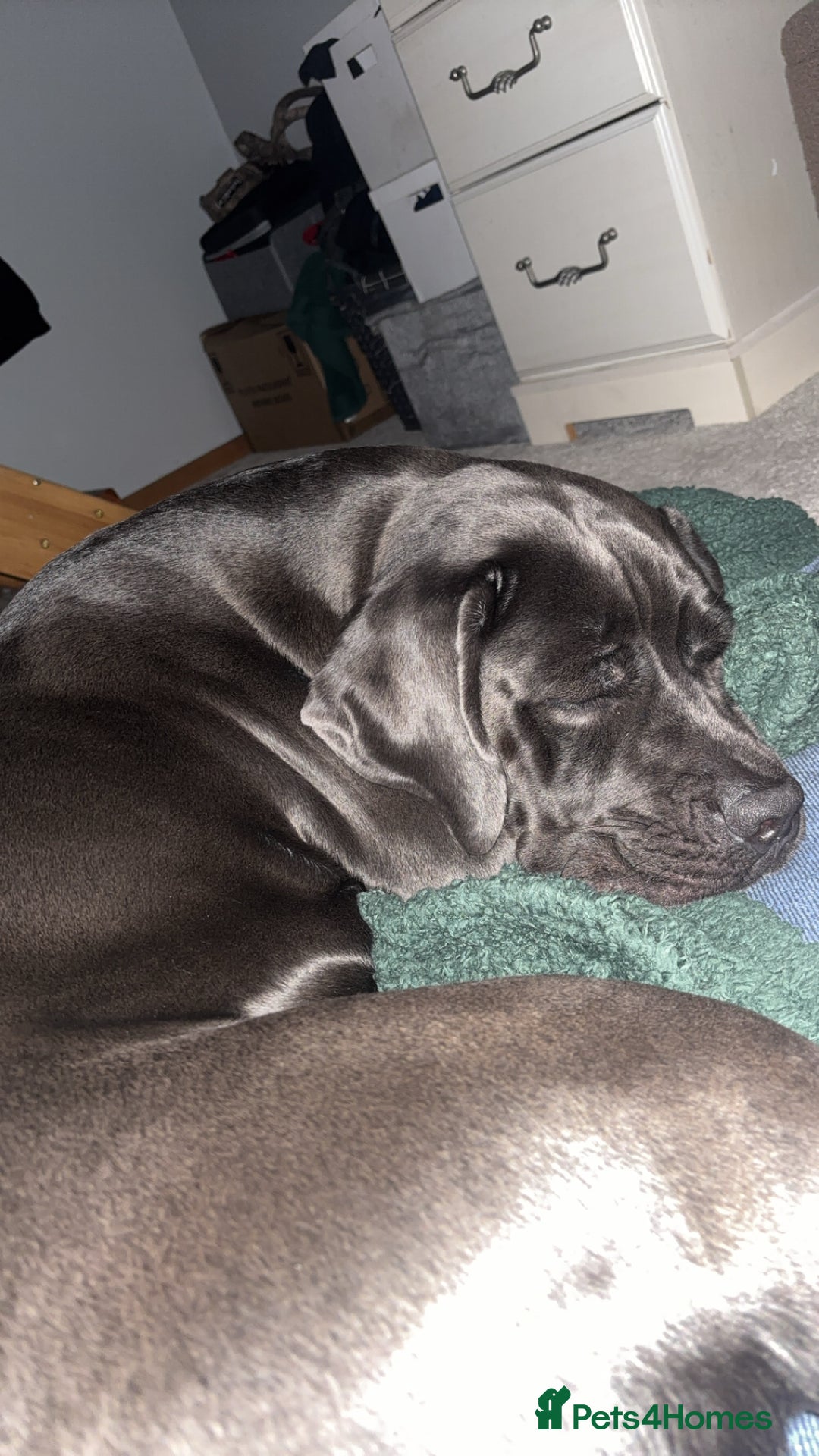 Cane Corso dogs for sale: Cane corso looking for loving home - Image 2