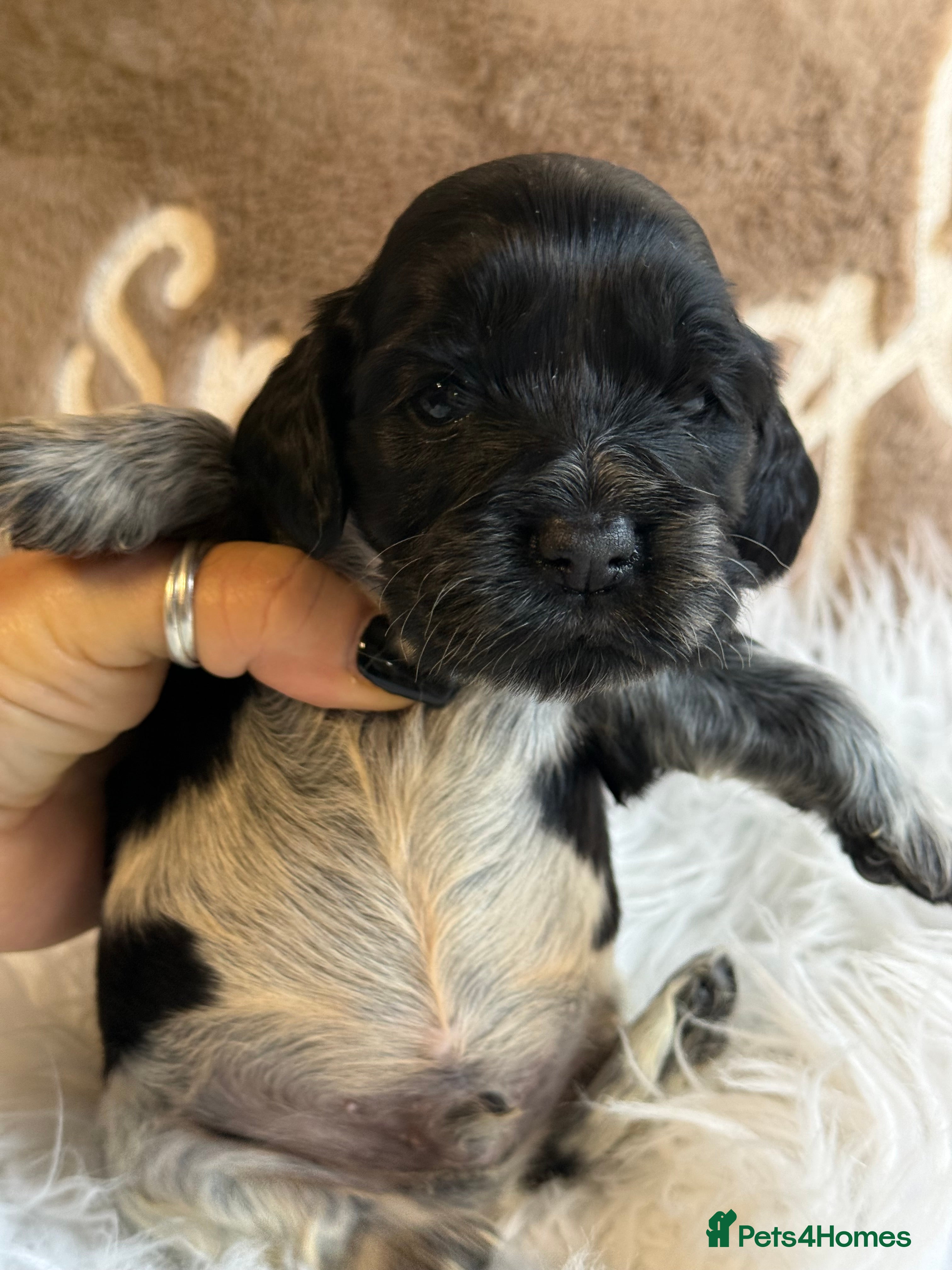 Cocker Spaniel dogs KC Show Cocker Spaniels  - Advert 6