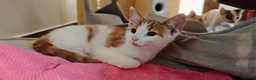 Mixed Breed cats for sale: Ginger-and-white boys and one Clico girl - Advert 19