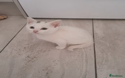 British Longhair cats for sale: White kitten for sale  - Advert 3