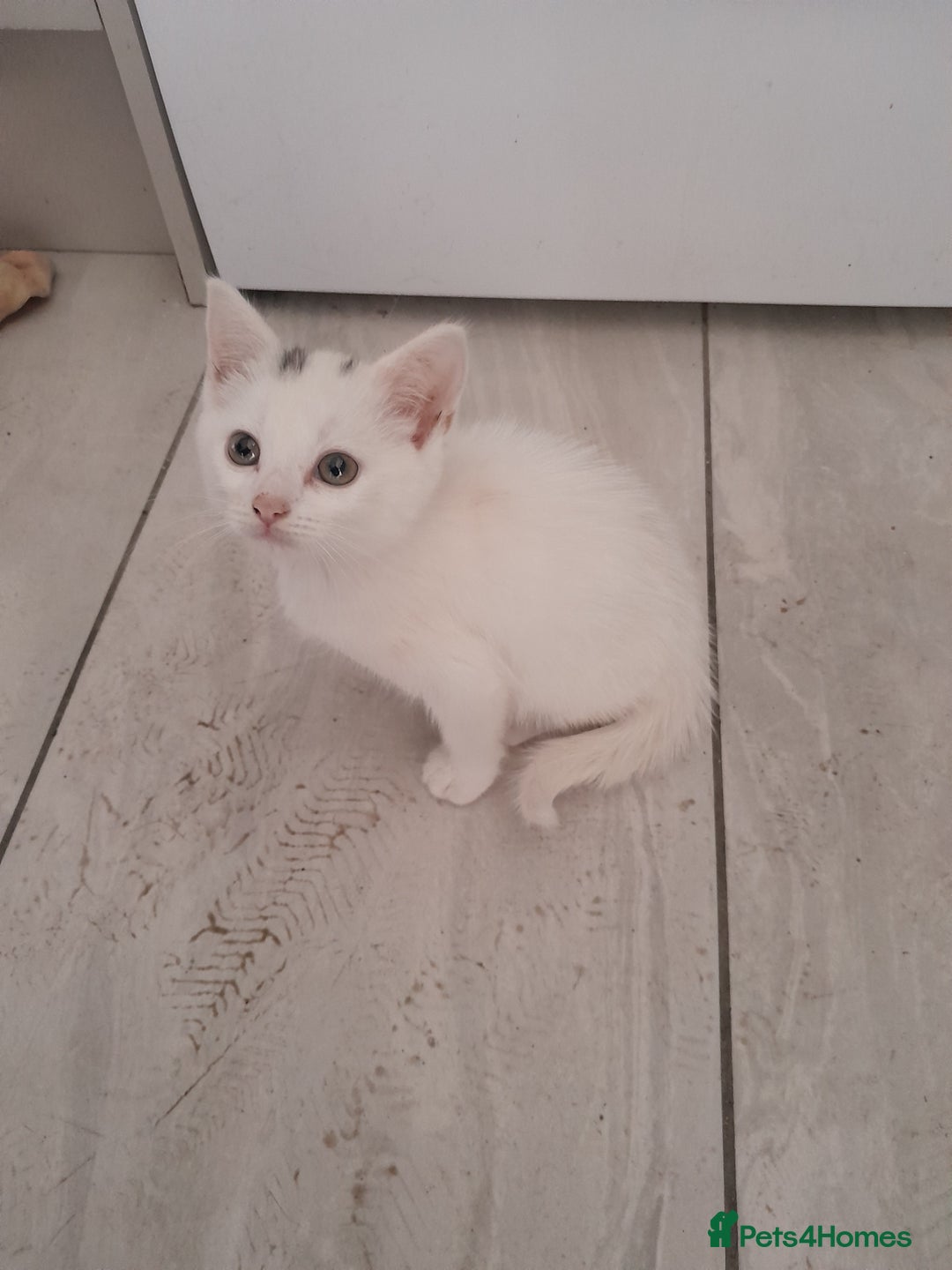 British Longhair cats for sale: White kitten for sale  - Advert 3