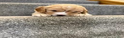 Cavapoo dogs for sale: Cavapoo puppies f1  - Advert 36