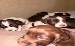 Sprocker dogs for sale: 9 Sprocker puppies  - Image 5