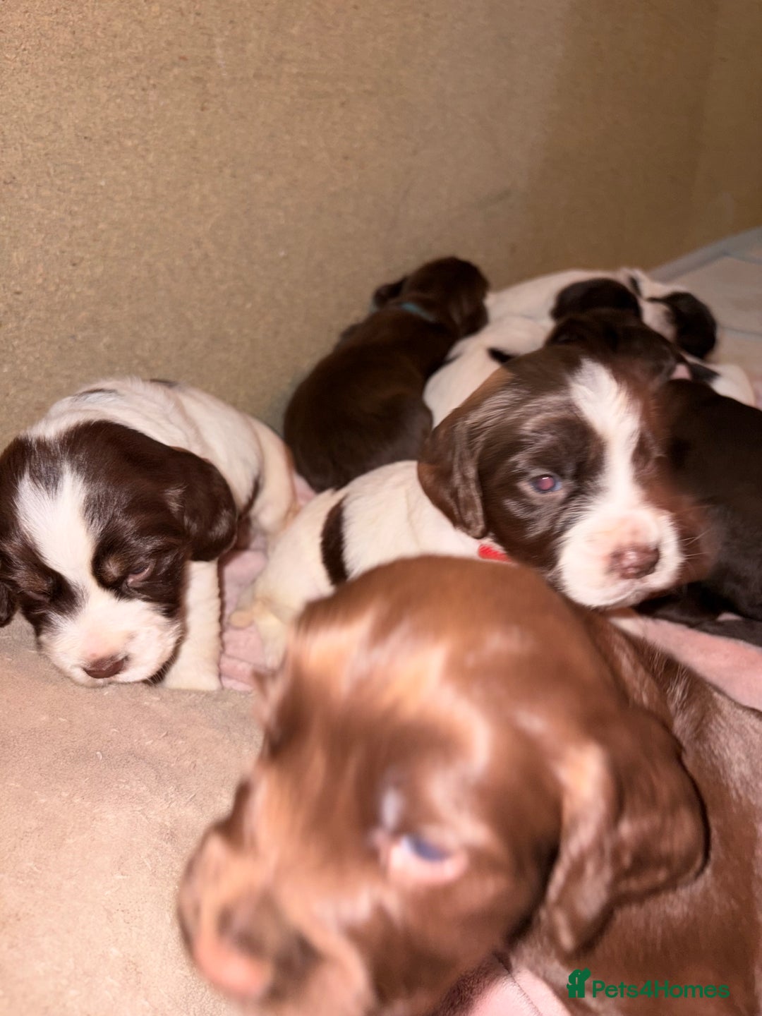 Sprocker dogs for sale: 9 Sprocker puppies  - Image 5