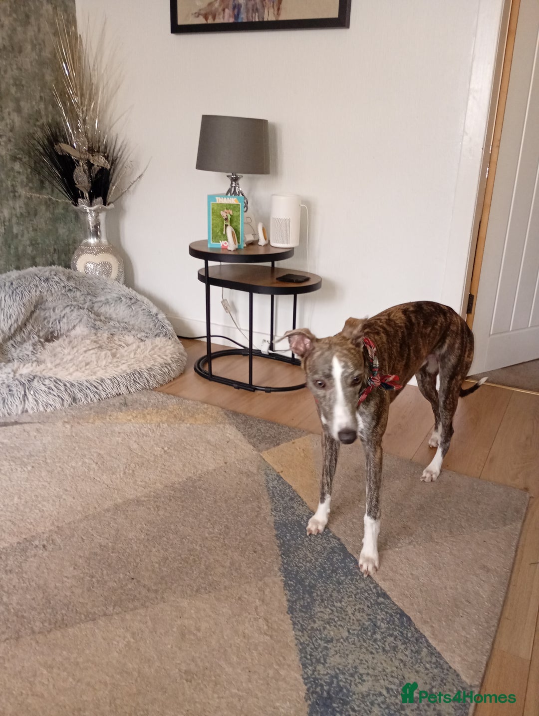 Whippet dogs for sale: Whippet pup for sale 8 months old - Image 7