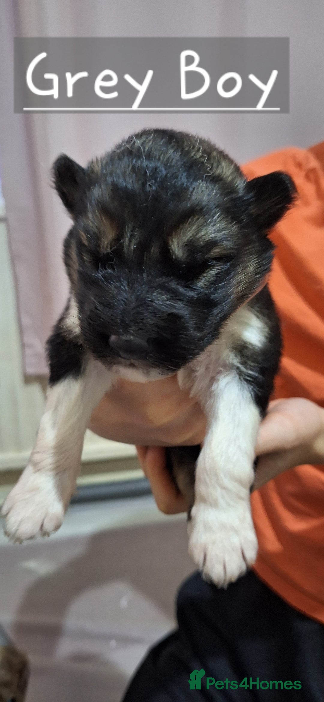 Mixed Breed dogs for sale: 10 Alaskan Shepherd puppies for sale - Advert 7