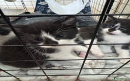 Domestic Shorthair cats for sale: Three black and white kittens - Image 2