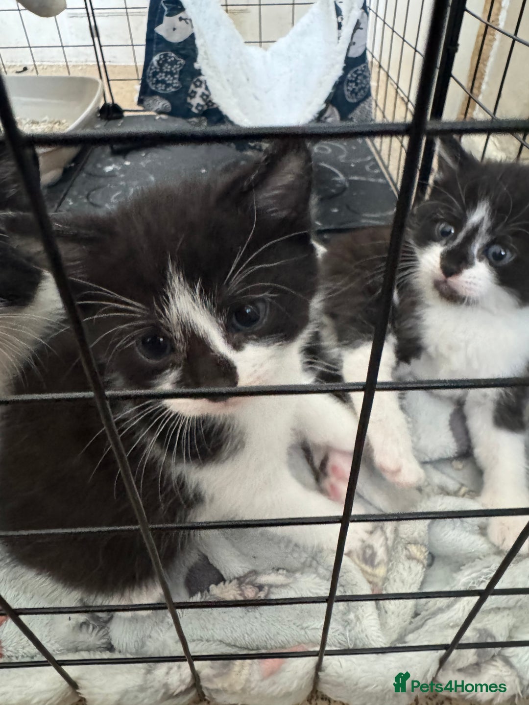 Domestic Shorthair cats for sale: Three black and white kittens - Image 2
