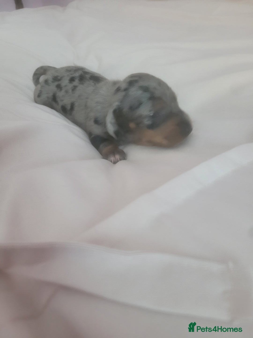 Miniature Dachshund dogs for sale: Miniature dachshund  - Image 4
