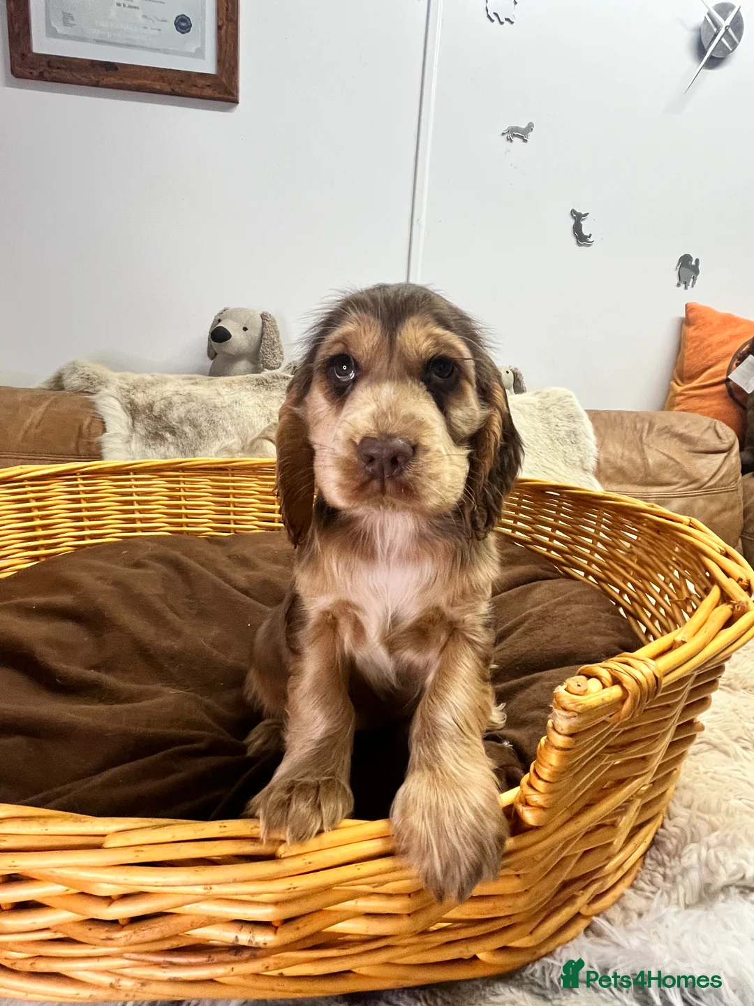 Cocker Spaniel dogs for sale: Gorgeous true to type KC show cockers - Advert 2