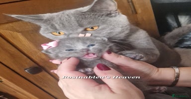 British Shorthair cats - Advert 4