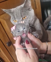 British Shorthair cats - Advert 4