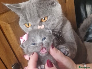 British Shorthair cats - Advert 16