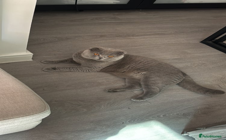 Scottish Fold cats - Advert 6