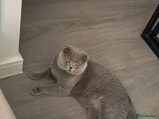 Scottish Fold cats - Advert 11