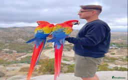 Macaws birds for sale: Scarlet Macaw Parrots Very Tamed For Sale. - Image 4