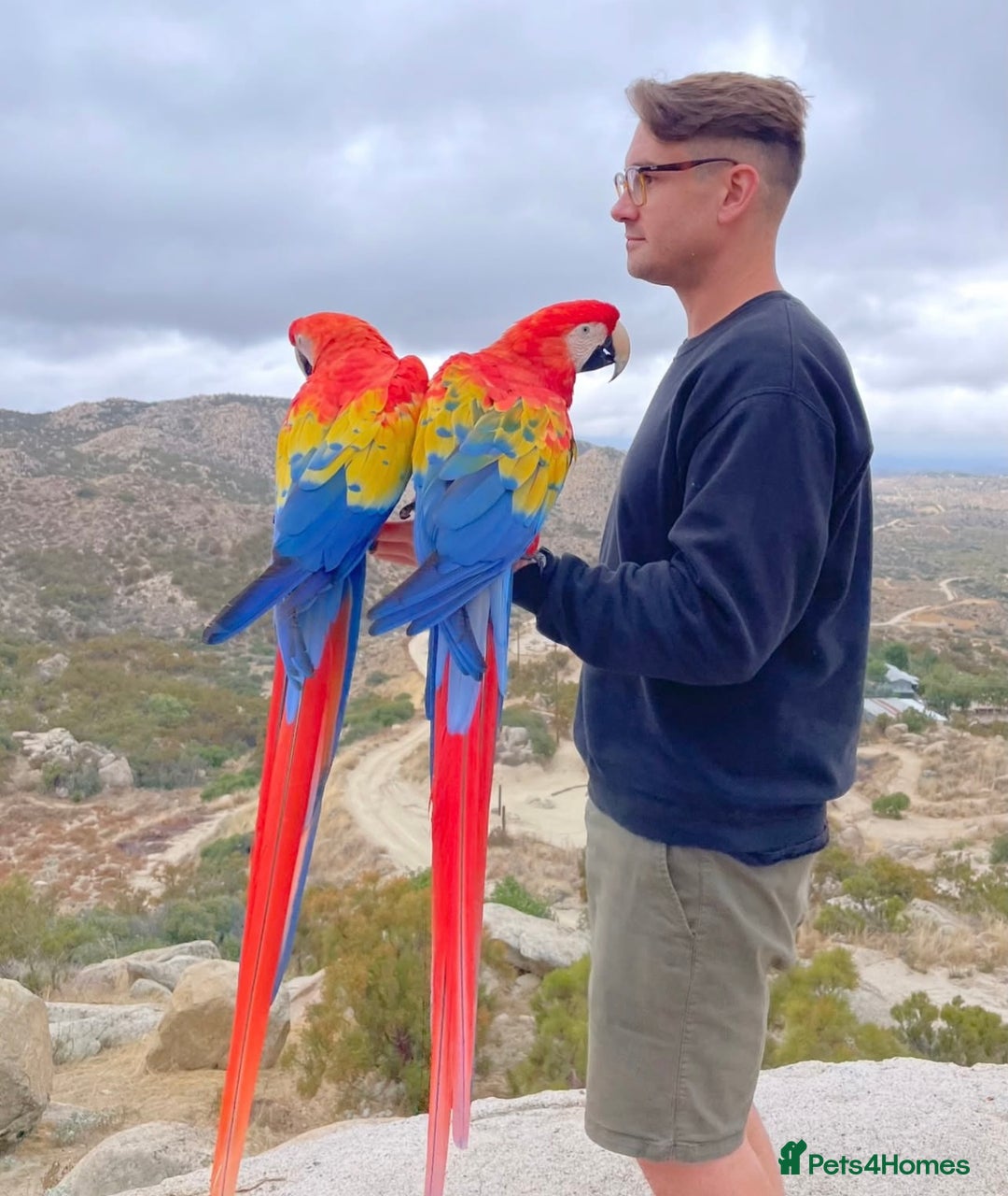 Macaws birds for sale: Scarlet Macaw Parrots Very Tamed For Sale. - Image 4