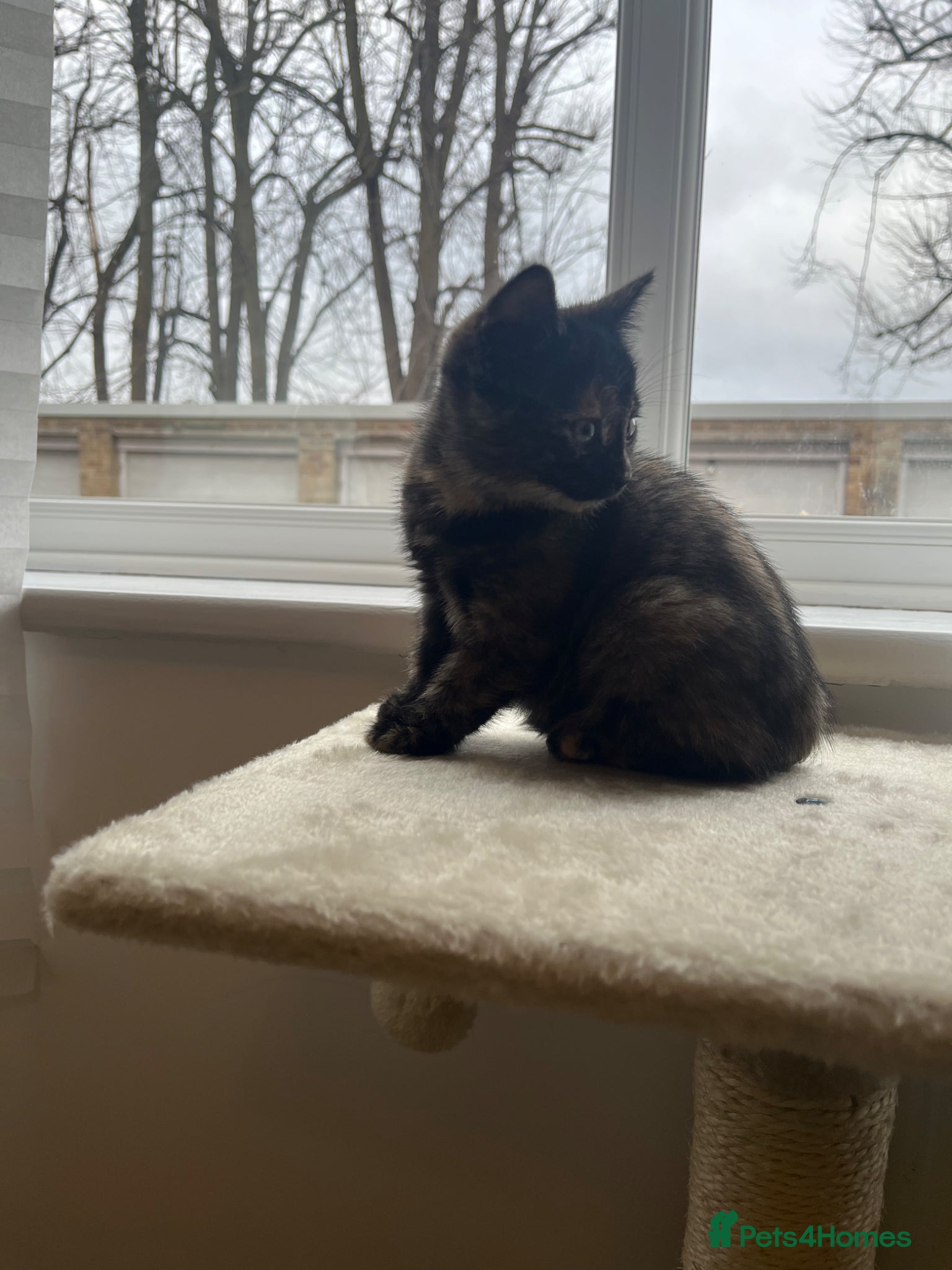 Domestic Shorthair cats Tortie kitten with beautiful markings  - Advert 7